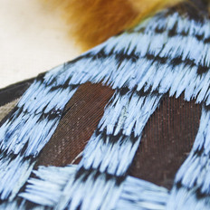 Na foto, vemos plumas azuis compondo uma figura triangular. No centro da figura, há dois retângulos marrons. Na ponta do triângulo, há penas laranjas, desfocadas.