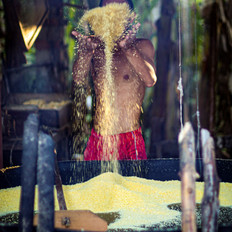Fotografia colorida mostra um momento do processo artesanal de torração da farinha de mandioca. No centro da imagem aparece um homem jovem, magro, sem camisa e de calção vermelho. Ele está diante de um tacho cheio de farinha, que ocupa o espaço da fotografia localizado da altura do meio de suas coxas para baixo. O tacho é um recipiente de ferro, no qual a farinha é cozida e torrada, possui formato semelhante ao de uma frigideira com mais ou menos um metro e meio de diâmetro, na cor preta. O registro foi feito no momento em que o homem joga para cima, com as duas mãos e com força aparentemente moderada, uma quantidade de farinha. Os grãos no ar cobrem o rosto do jovem, ao mesmo tempo em que espalham-se pela parte central da imagem, ressaltando o movimento da ação. Ao fundo, em preto, tons de verde e marrom, aparecem desfocadas a estrutura que sustenta o teto da cabana onde o homem se encontra, e uma abertura que mostra as arvores da região externa. Alguns raios de sol também são visíveis ao fundo.